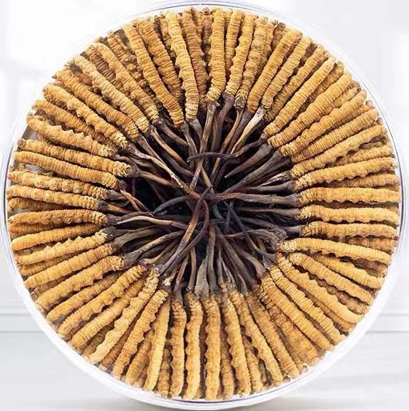 青县冬虫夏草回收